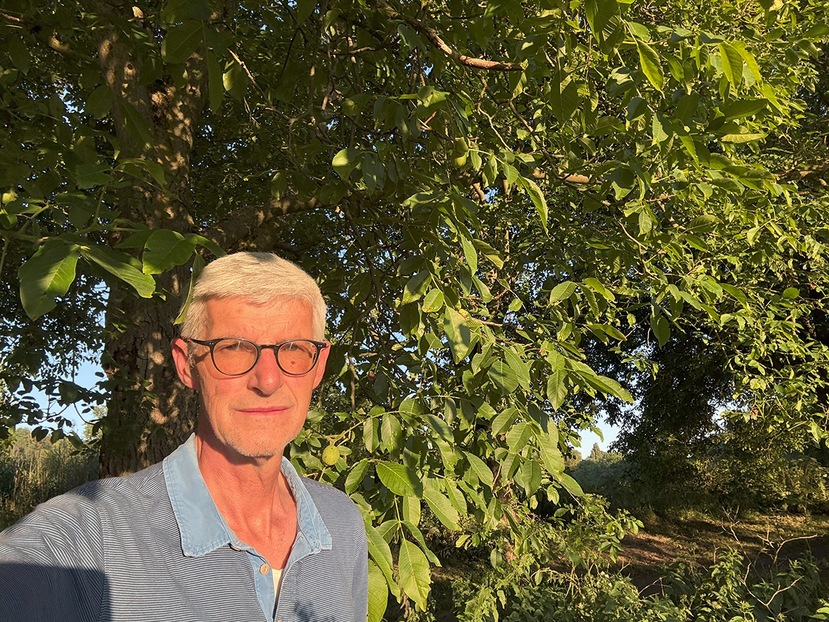 Dreister Diebstahl großer Mengen grüner Walnüsse in Sinzig