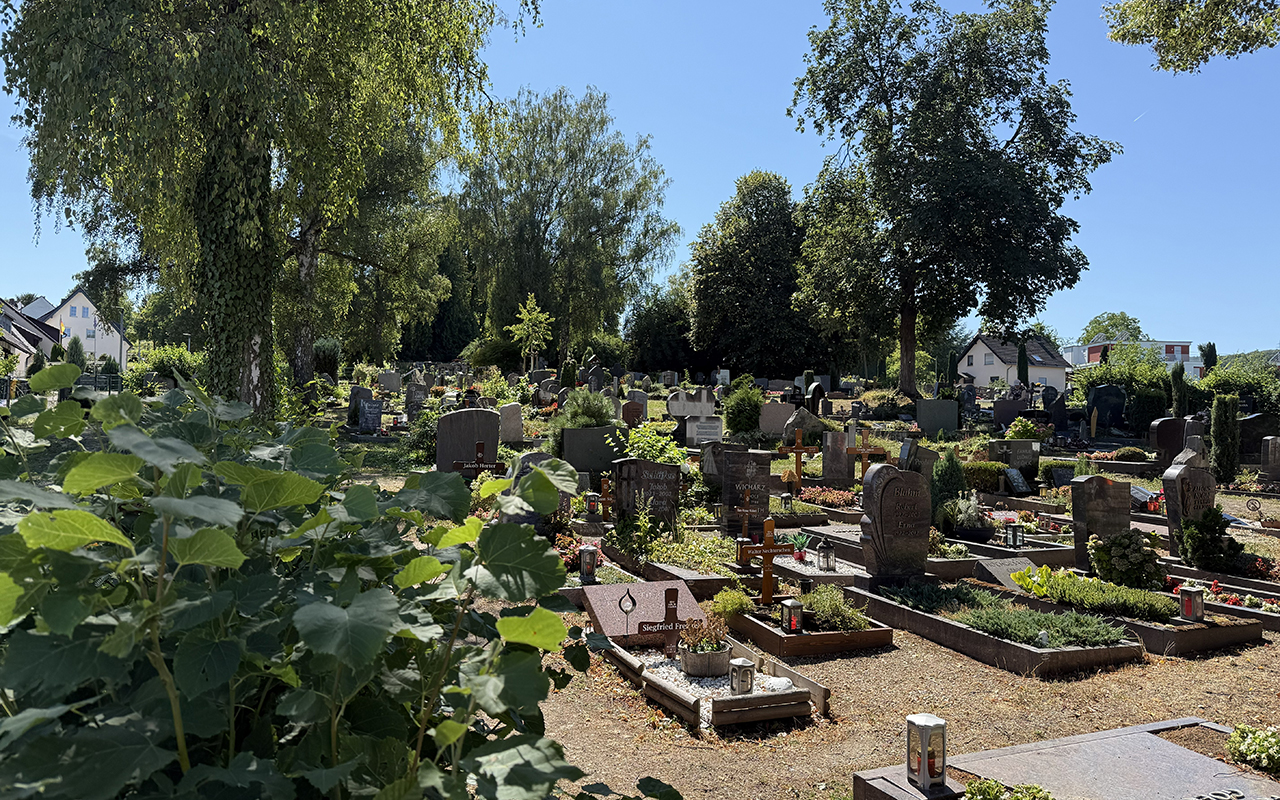 Aktuell treiben mehrere Dachse auf dem Sinziger Friedhof ihr Unwesen